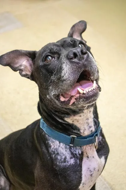 An adult large-sized male Boxer dog named Bugsy for adoption in Vero Beach, FL