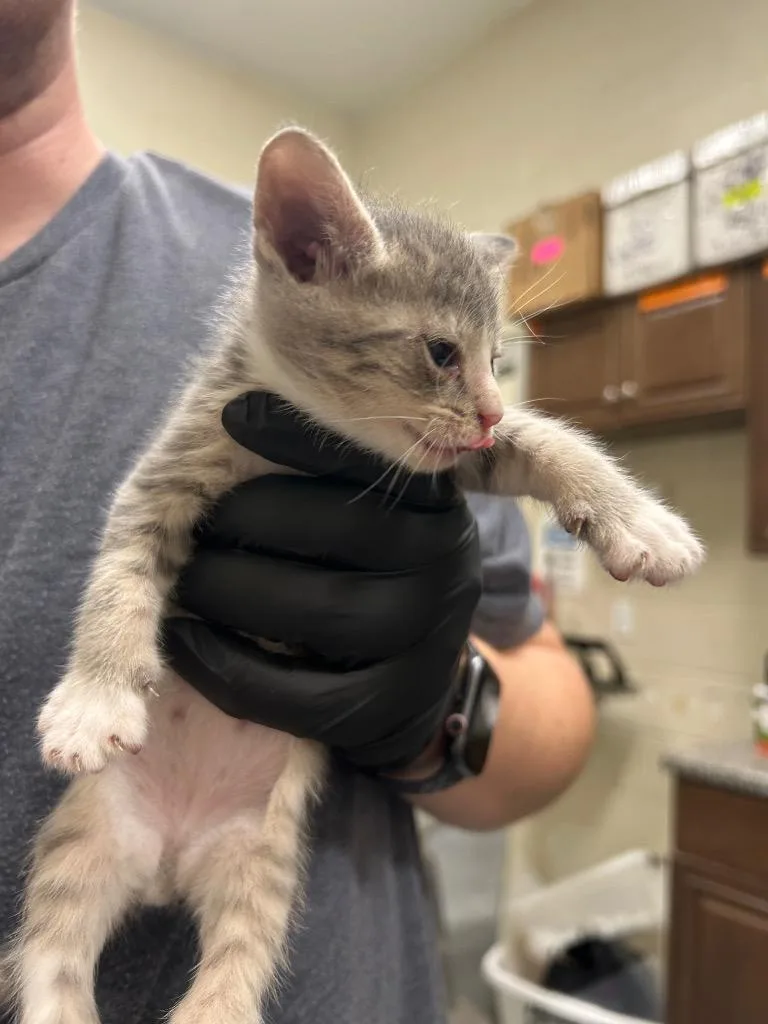 A young small-sized female Domestic Short Hair cat named 2026-09-064 for adoption in Winder, GA