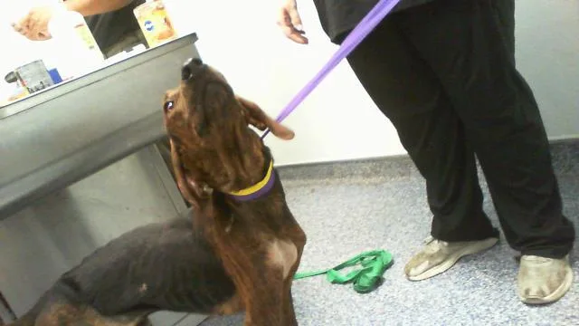 A young medium-sized male Plott Hound dog named Boone for adoption in Charlotte, NC
