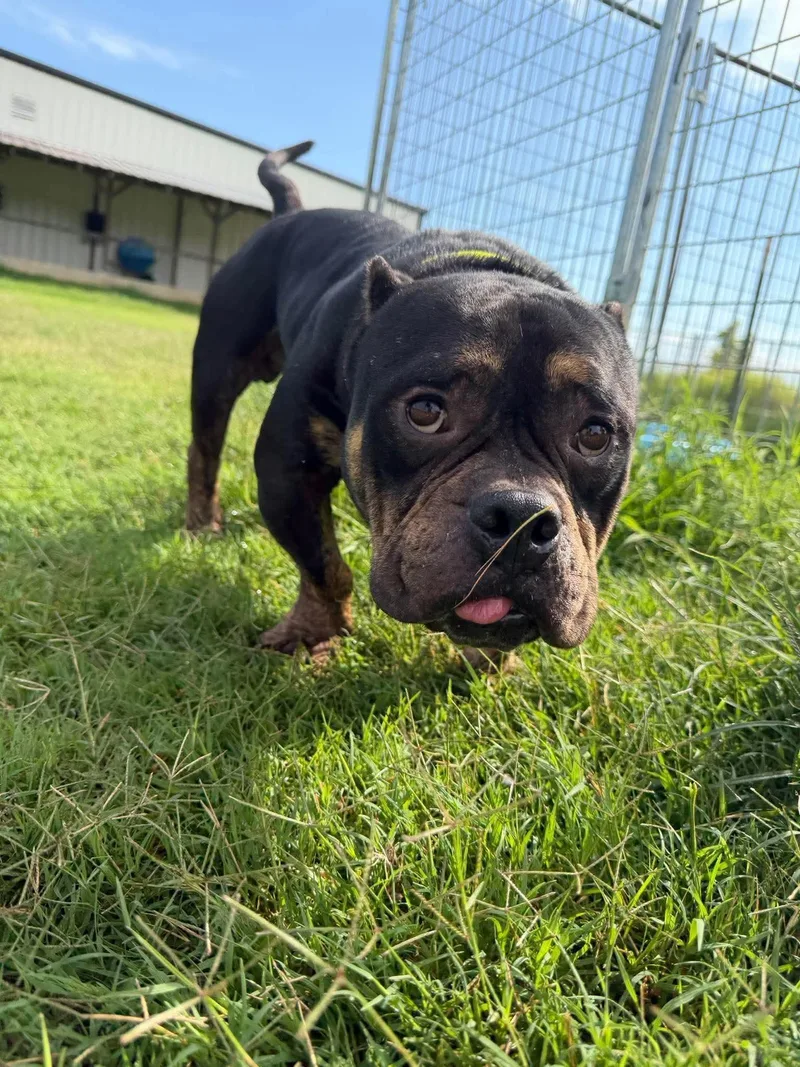 A young medium-sized male Pit Bull Terrier dog named Fletcher for adoption in Carmel, NY