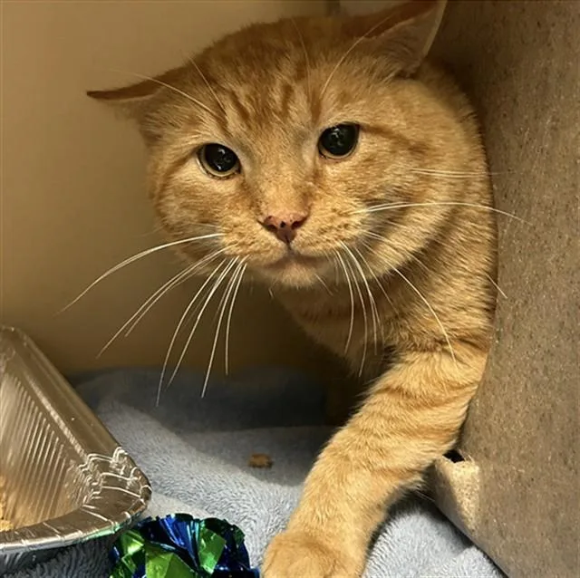An adult medium-sized male Domestic Short Hair cat named Dexter for adoption in Lincolnton, NC