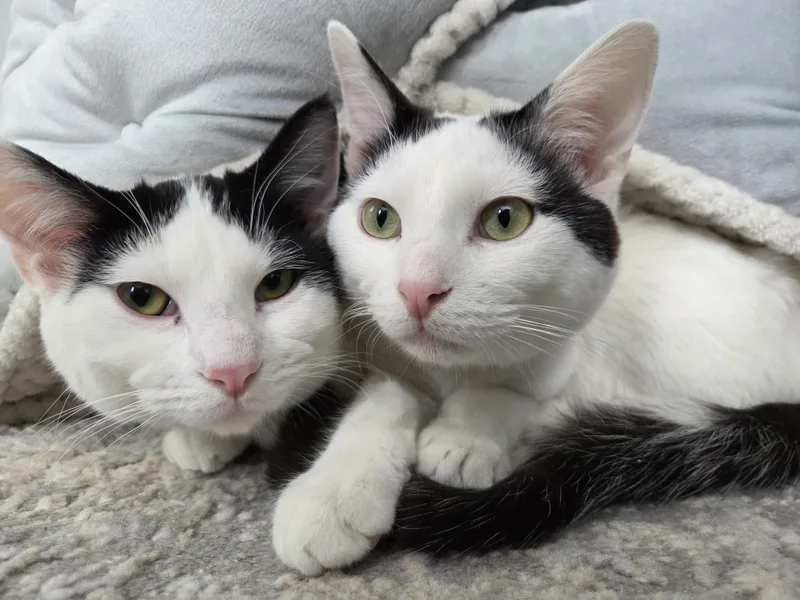 Bubba Ray Chuggs thumbnail 2