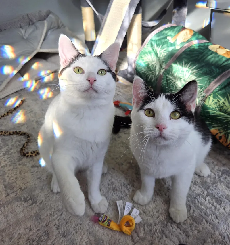 Bubba Ray Chuggs thumbnail 3