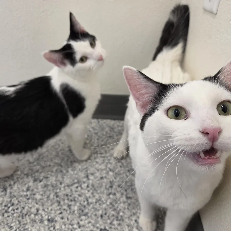 Bubba Ray Chuggs thumbnail 4