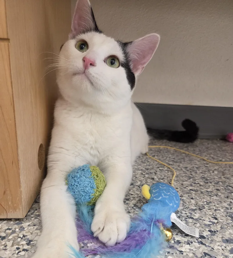 Bubba Ray Chuggs thumbnail 5