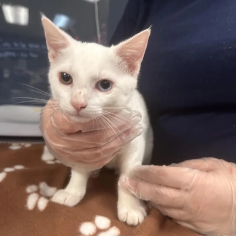 A baby small-sized female White Domestic Short Hair cat named Dappy for adoption in Newark, NJ