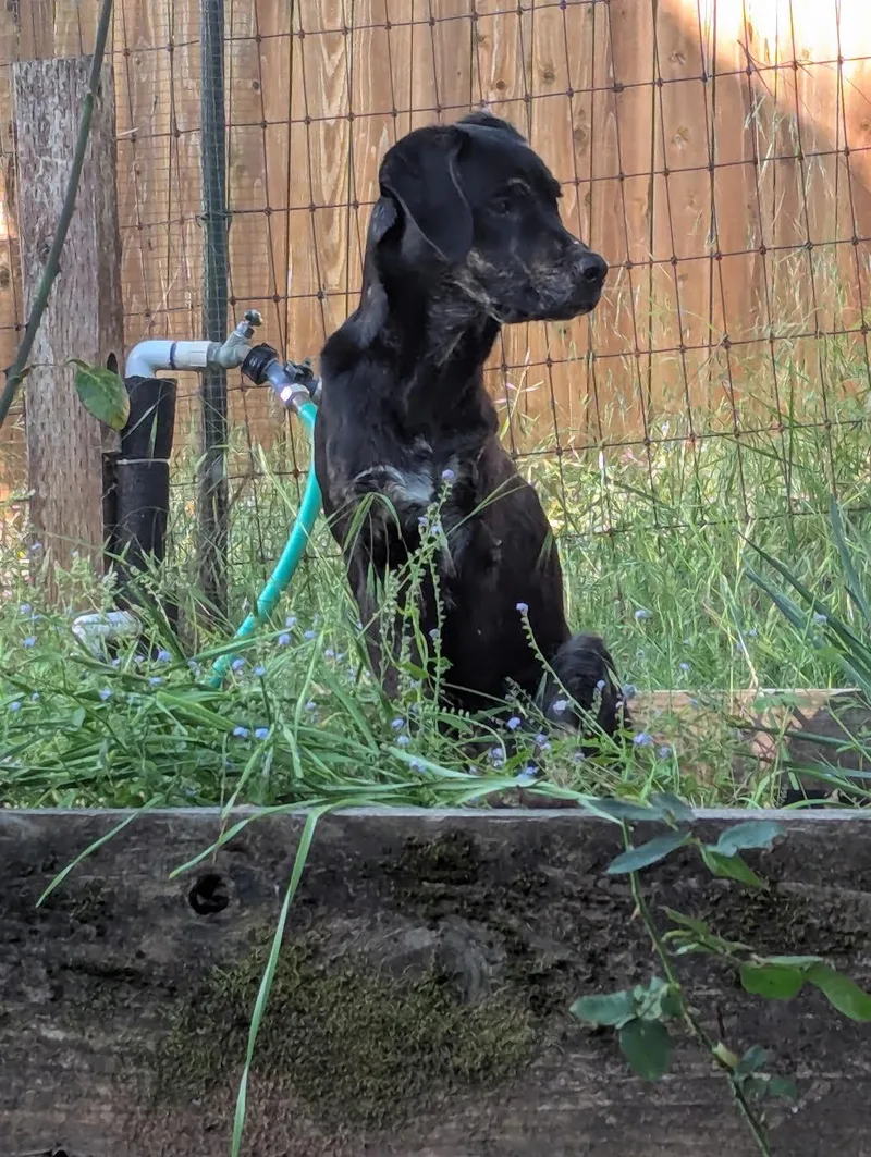 A young medium-sized male Brindle Hound dog named Hiccup for adoption in Grass Valley, CA