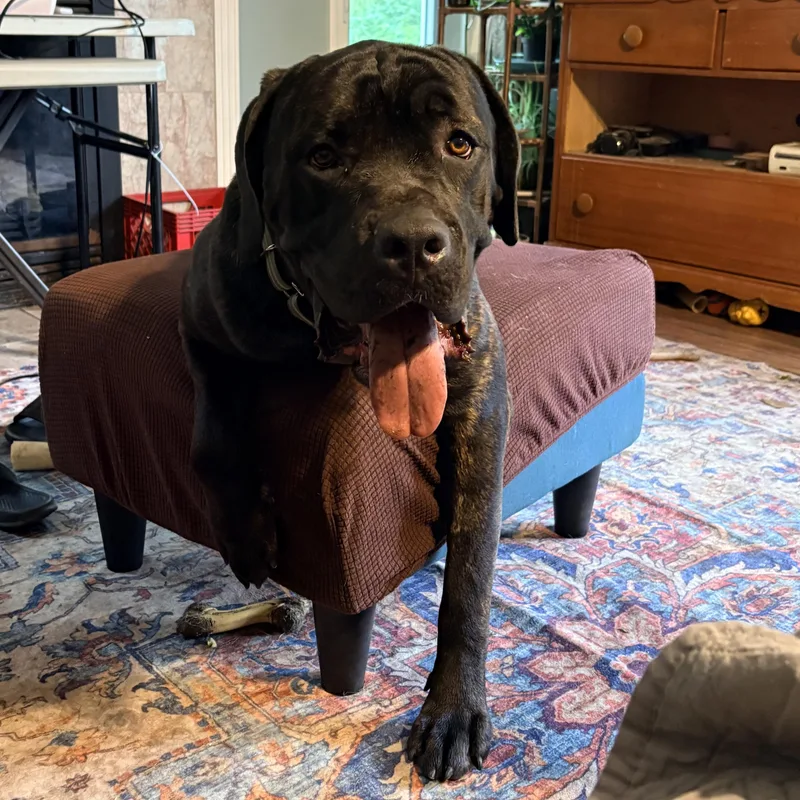 An adult extra large-sized male Brindle Cane Corso dog named Cesar for adoption in Allen Park, MI