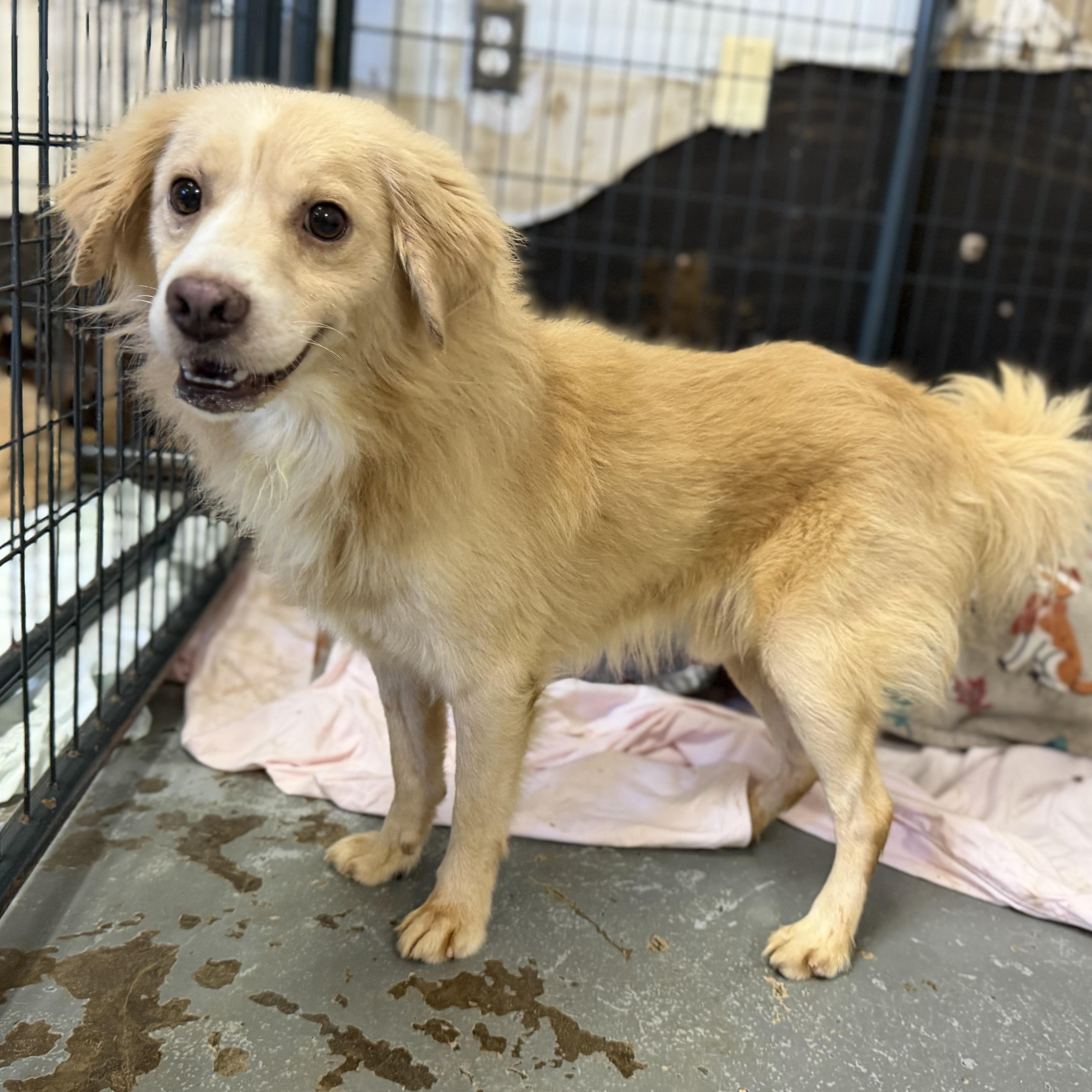 An adult small-sized male Mixed Breed dog named Pappy for adoption in Columbia, SC