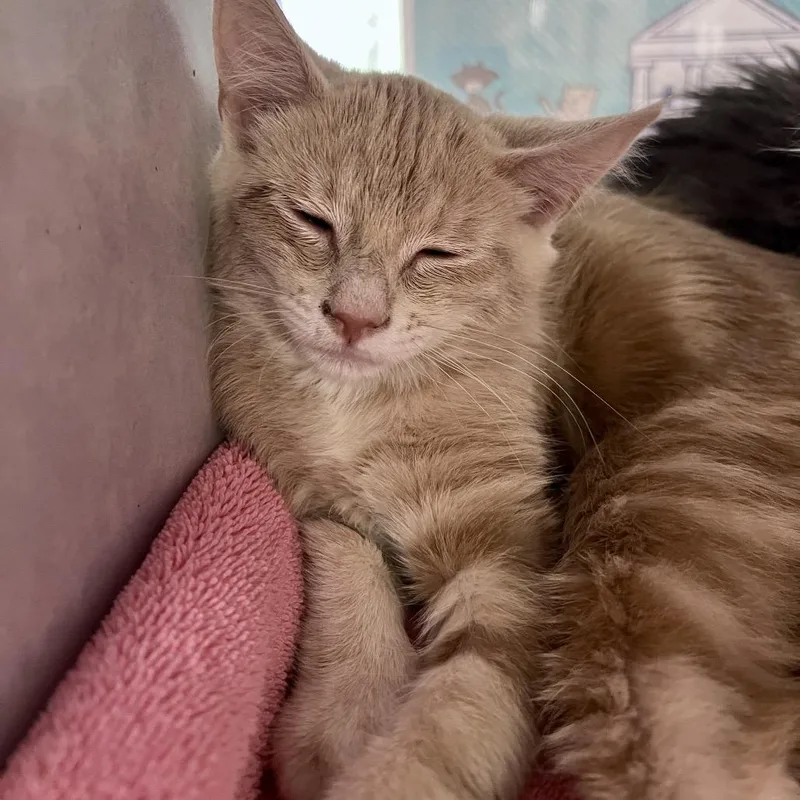 A baby small-sized female Orange / Red Domestic Short Hair cat named Sprint for adoption in Glenwood Springs, CO
