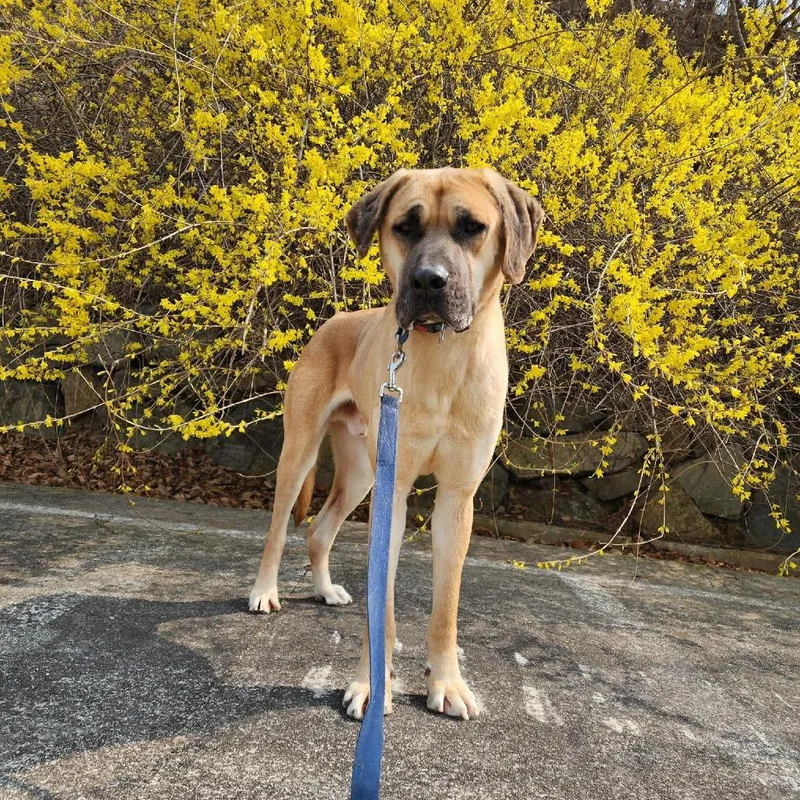 Gwangbok thumbnail 3