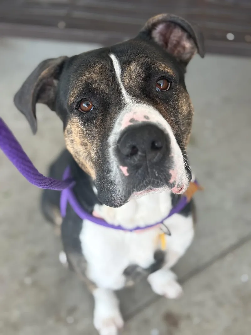 Chandler thumbnail 2