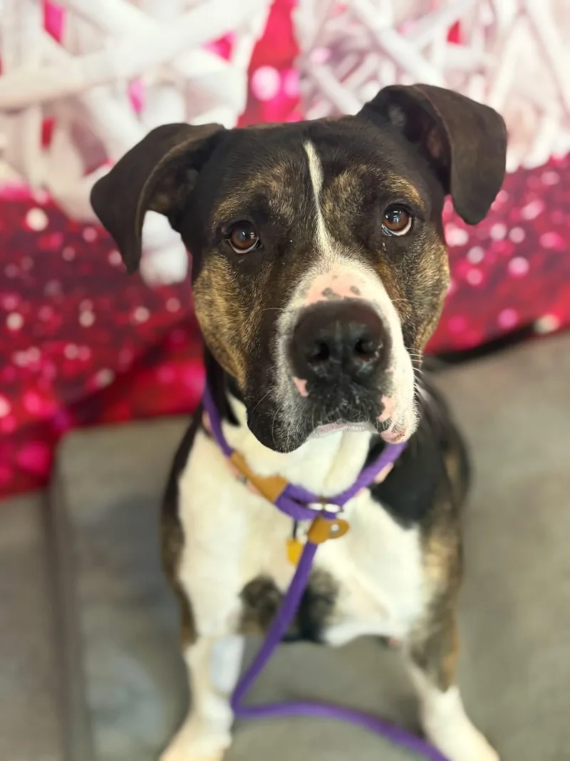 Chandler thumbnail 3