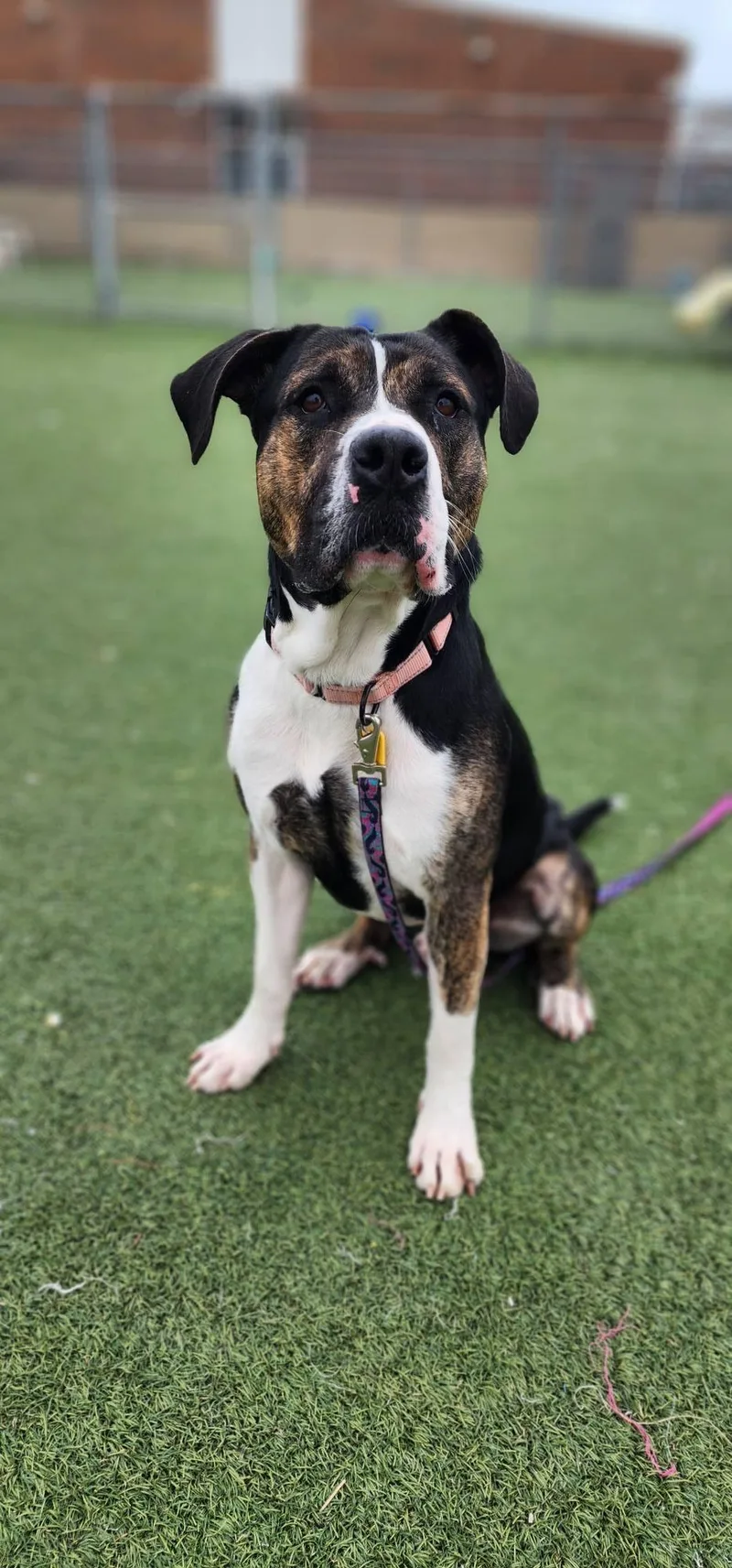 Chandler thumbnail 4