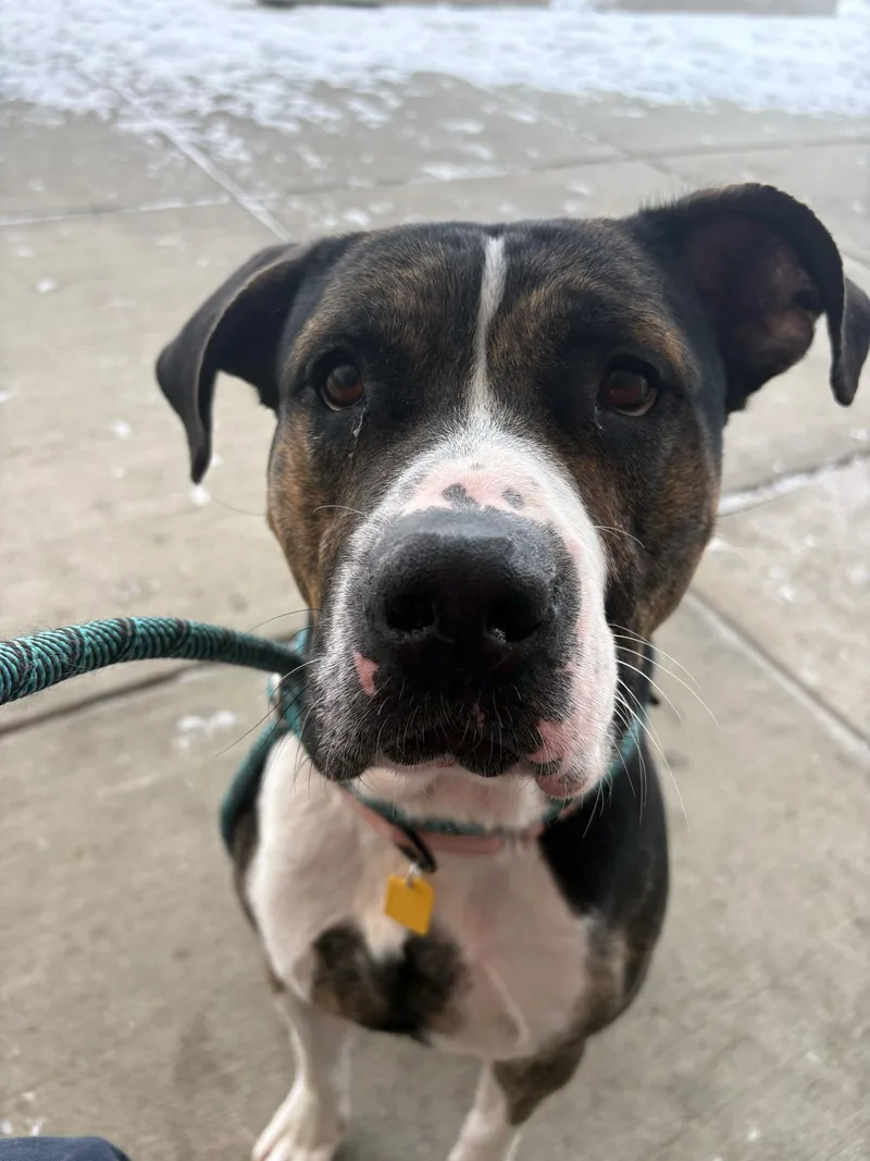 Chandler thumbnail 5