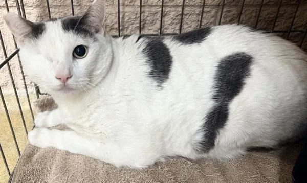 An adult medium-sized male Domestic Short Hair cat named Jake for adoption in Escondido, CA