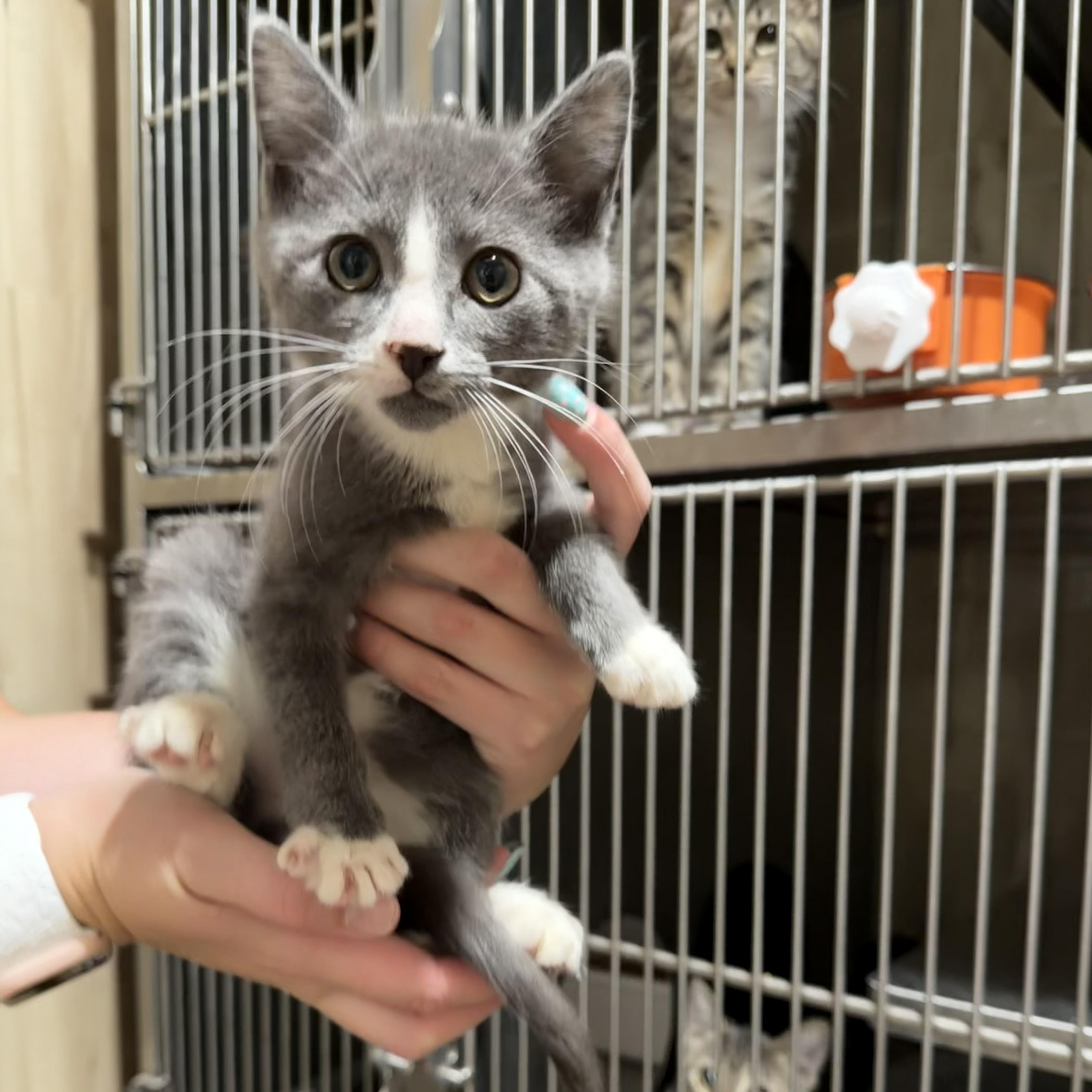 A baby small-sized male Gray / Blue / Silver Domestic Short Hair cat named Walter for adoption in Bryson City, NC