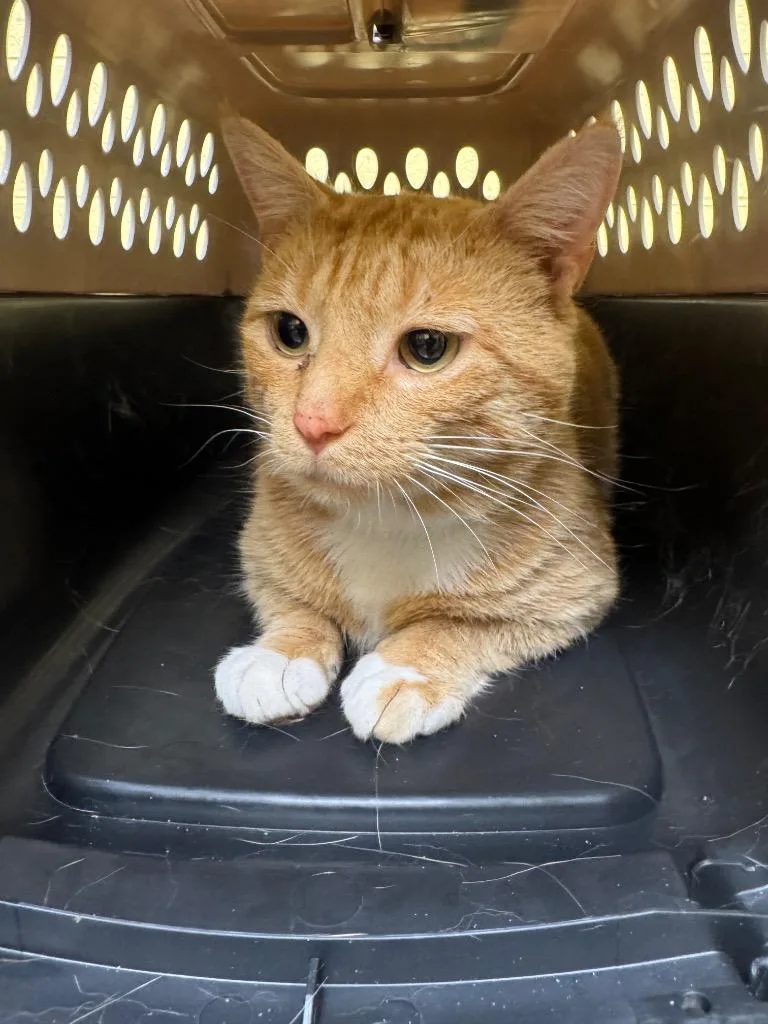 An adult small-sized male Domestic Short Hair cat named Brody for adoption in Crossville, TN