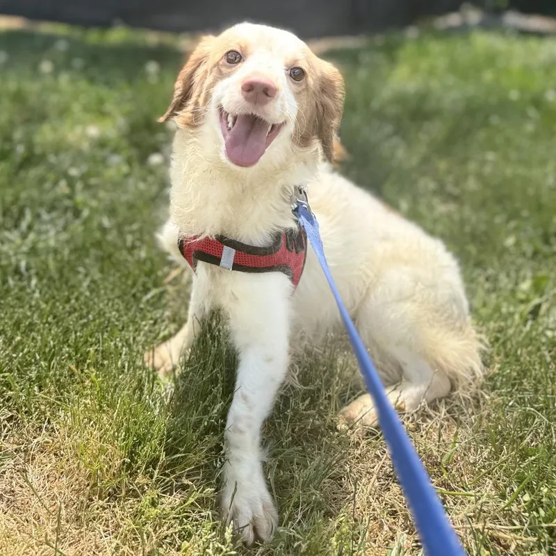 A young small-sized male Brown / Chocolate Spaniel dog named Sonny for adoption in Rockville, MD