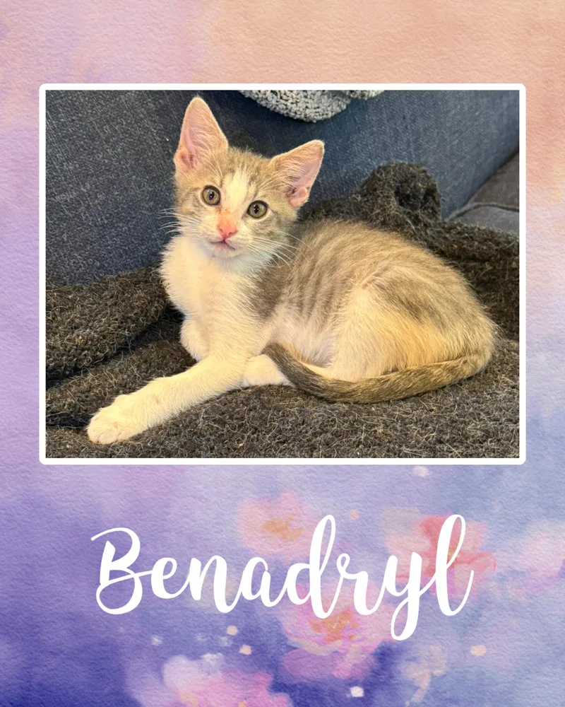 Benadryl thumbnail 2