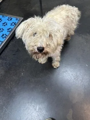 An adult small-sized female Mixed Breed dog named Hermana for adoption in Memphis, TN