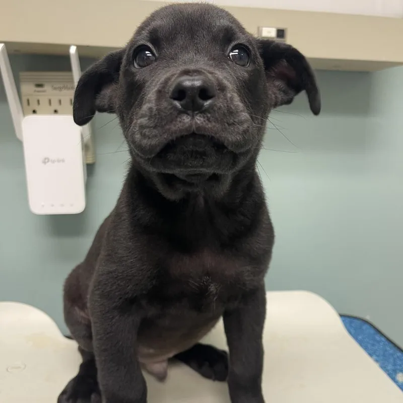A baby small-sized male Black Shepherd dog named Kauffman for adoption in Shawnee, KS
