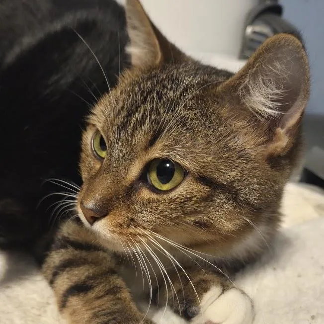 Sprungle Jungle thumbnail 2