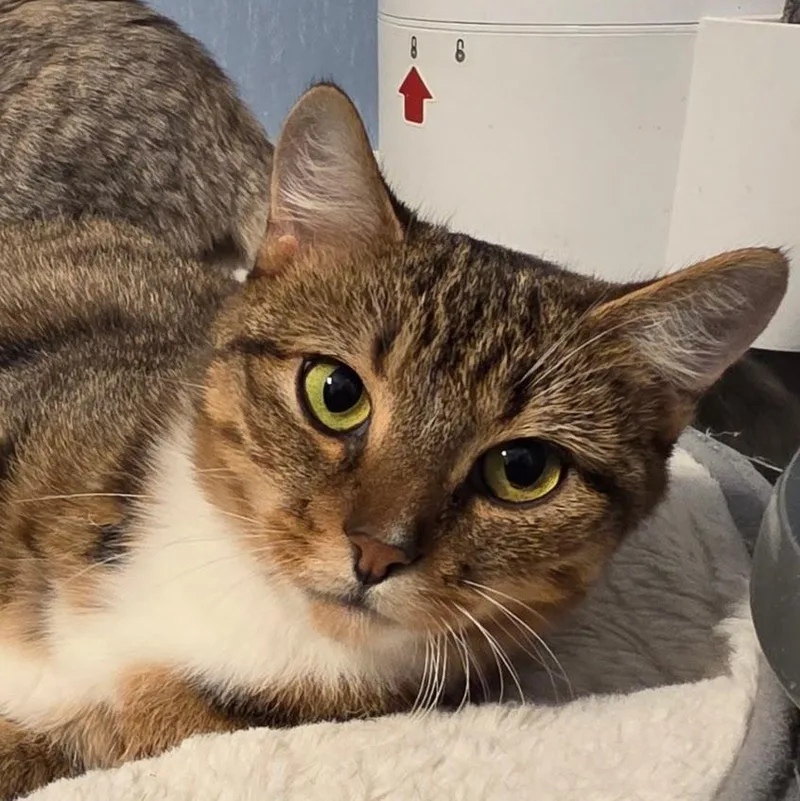 Sprungle Jungle thumbnail 3