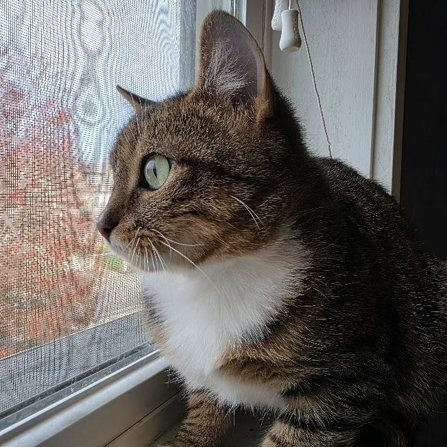 Sprungle Jungle thumbnail 4