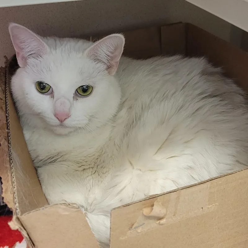 An adult large-sized female White Domestic Short Hair cat named Trunk for adoption in Wheeling, IL