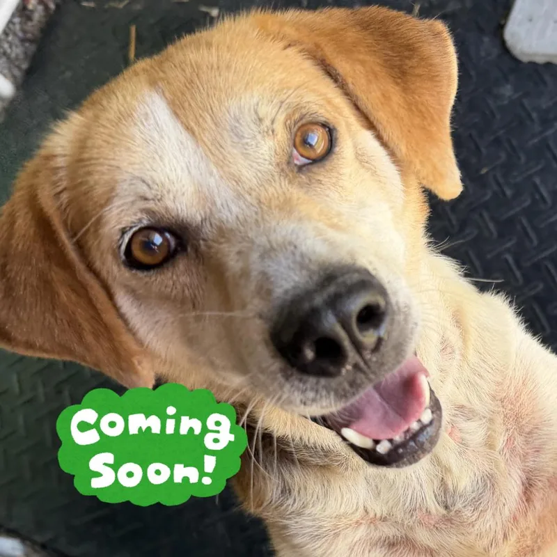 An adult medium-sized male Yellow / Tan / Blond / Fawn Mixed Breed dog named Kyle for adoption in Waynesville, NC