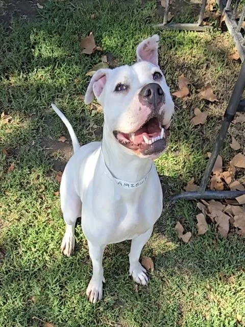 An adult medium-sized female Pit Bull Terrier dog named Tinder for adoption in Riverside, CA