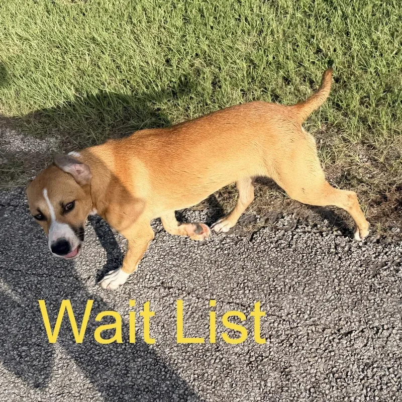 A baby medium-sized female Brown / Chocolate Labrador Retriever dog named English Toffee for adoption in Livingston, TX
