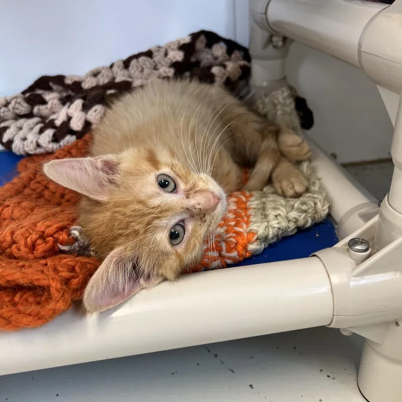A baby small-sized male Orange / Red Domestic Short Hair cat named Messi for adoption in Delaware, OH