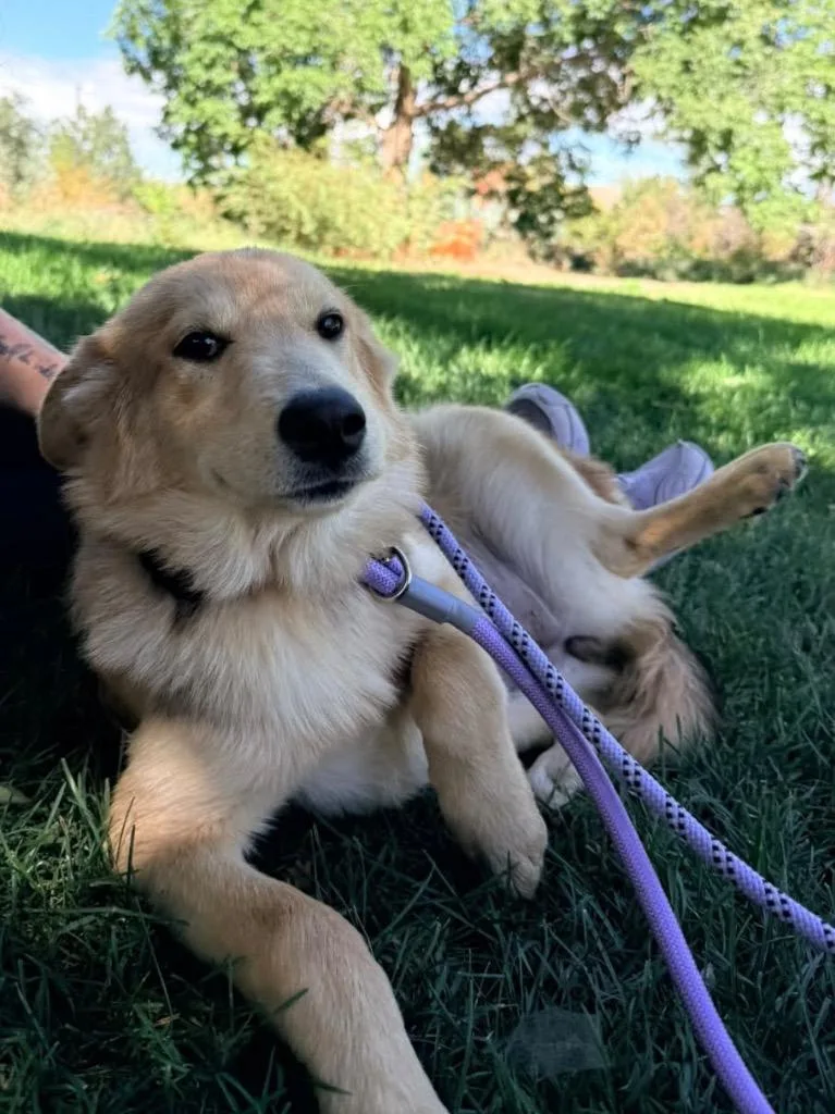 A baby medium-sized female Husky dog named Elfabelle for adoption in Fort Lupton, CO