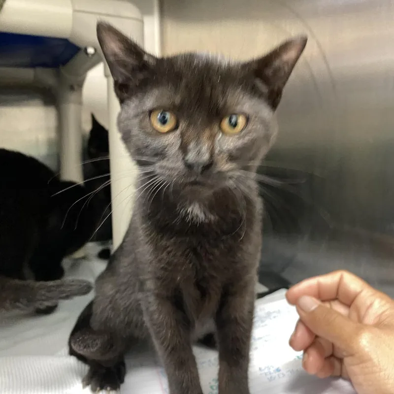 A baby small-sized female Black Domestic Short Hair cat named Ink for adoption in Philadelphia, PA