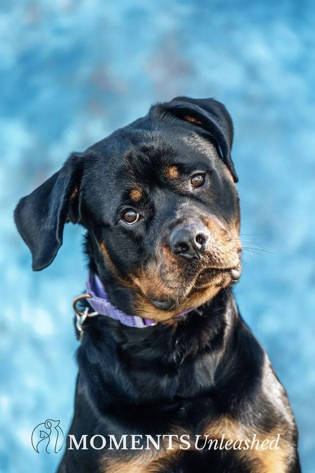 A young large-sized male Bicolor Rottweiler dog named Polo for adoption in Myakka City, FL