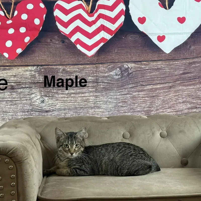 A baby medium-sized female Tabby (Brown / Chocolate) Domestic Short Hair cat named Maple for adoption in Houston, TX