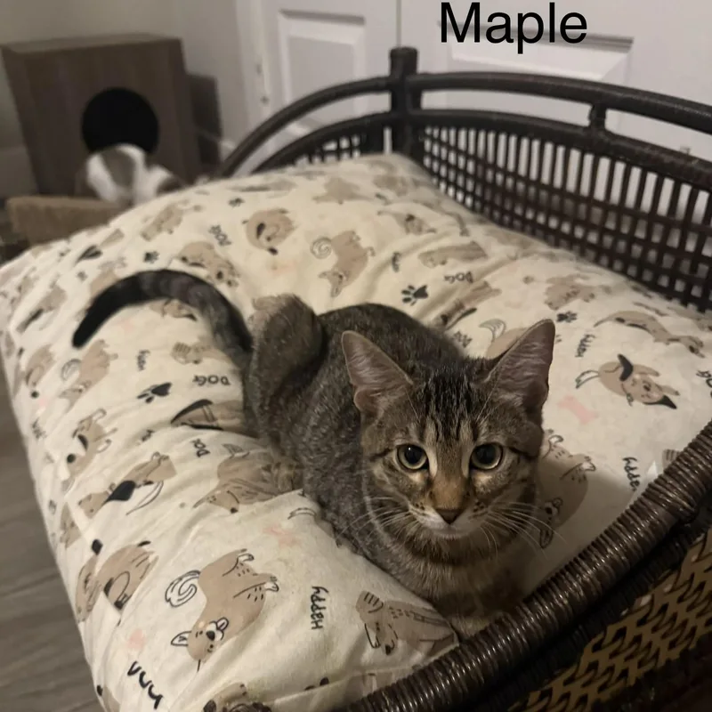 Maple thumbnail 3