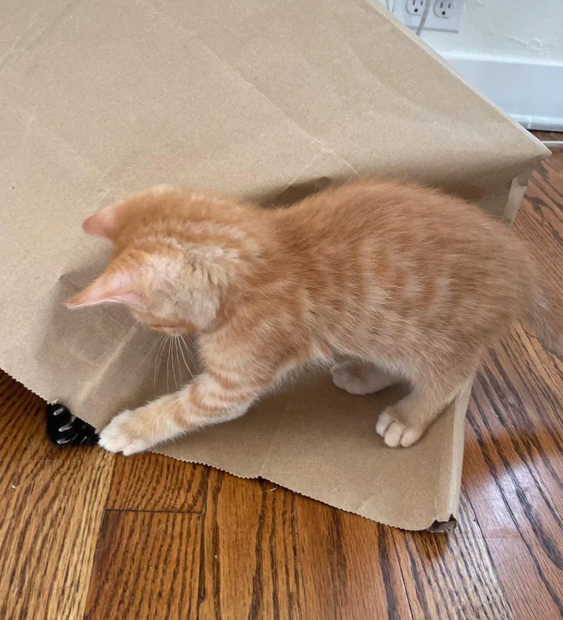 A baby medium-sized male Orange / Red Domestic Short Hair cat named Porthos for adoption in Island Lake, IL