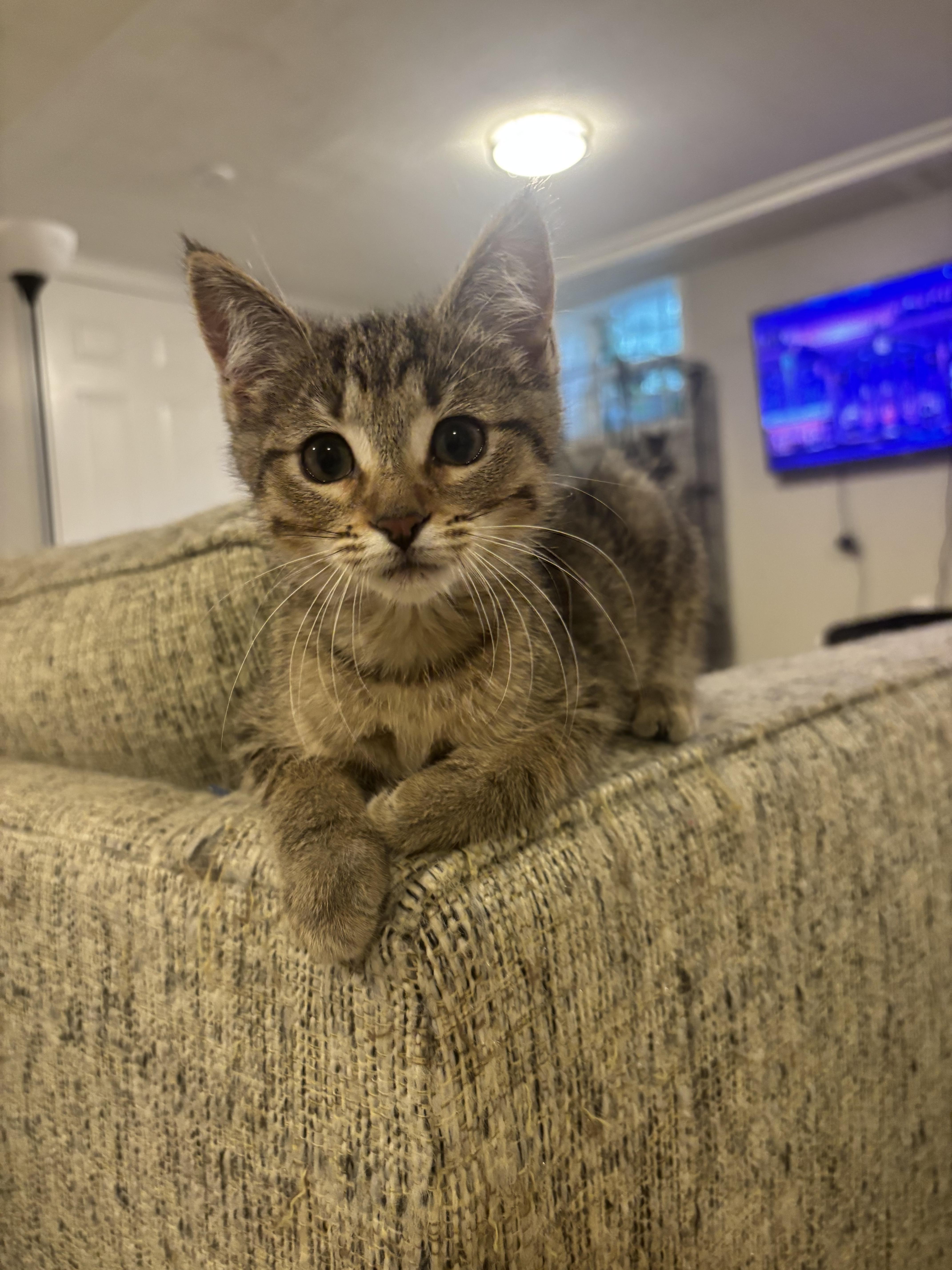A baby medium-sized female Domestic Short Hair cat named Ziti for adoption in Woodlawn, TN