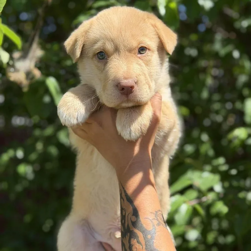 A baby small-sized male Yellow / Tan / Blond / Fawn Mixed Breed dog named Grouper for adoption in Buffalo, MN