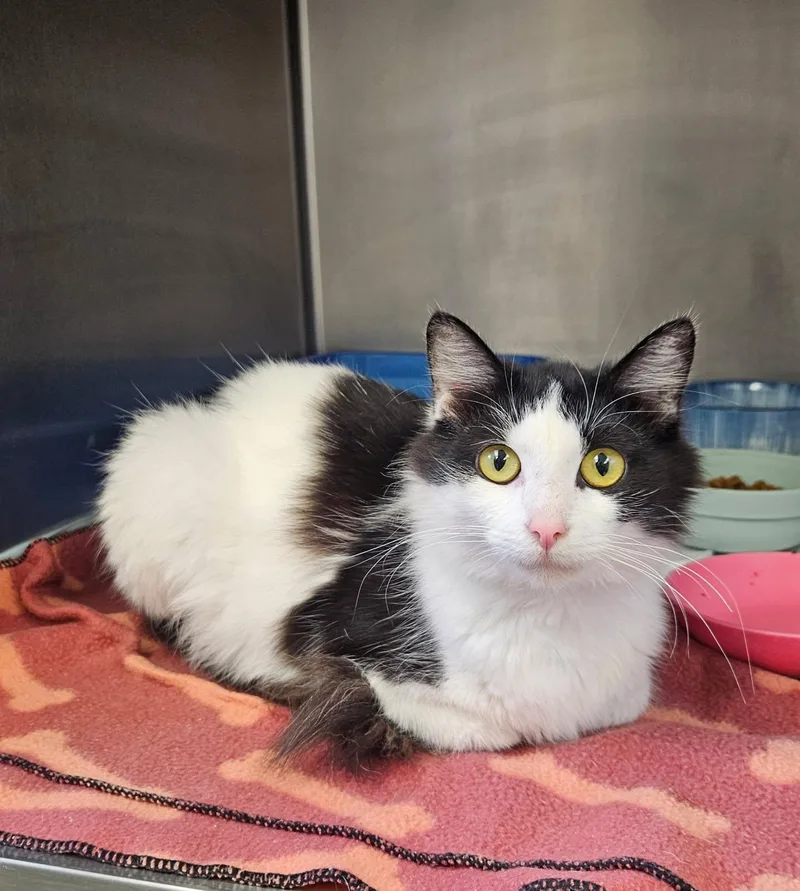 A young medium-sized female Black & White / Tuxedo Domestic Long Hair cat named Sky for adoption in Mansfield, OH