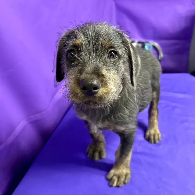 A baby medium-sized male Gray / Blue / Silver Australian Shepherd dog named Damson for adoption in North Myrtle Beach, SC