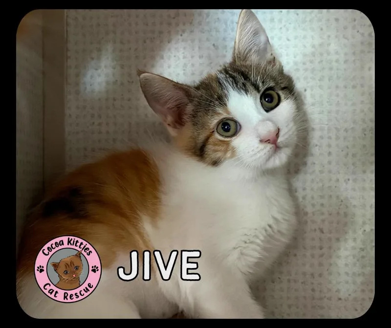 A baby small-sized female Domestic Short Hair cat named Jive for adoption in Hershey, PA