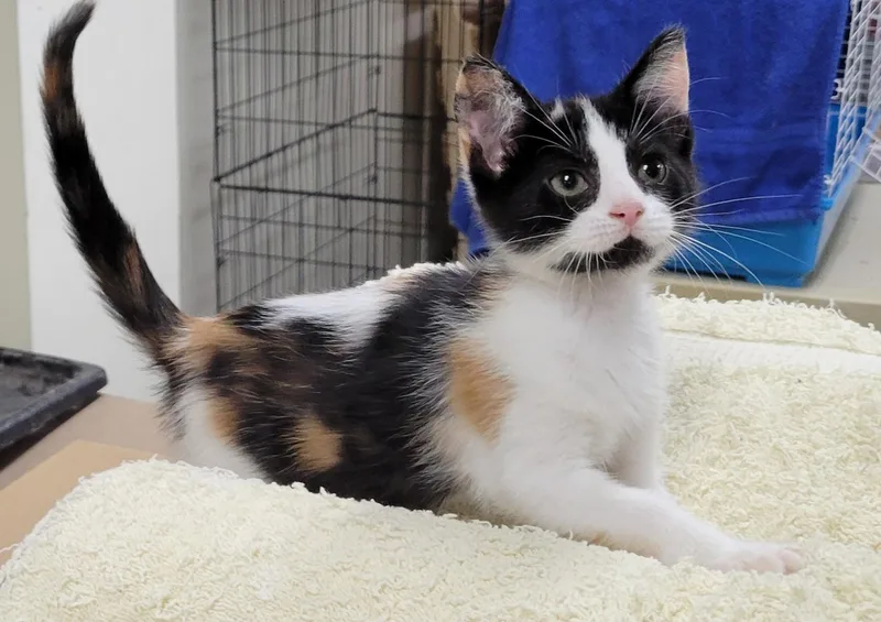 A baby medium-sized female Calico Domestic Short Hair cat named Sabrina for adoption in Knoxville, TN
