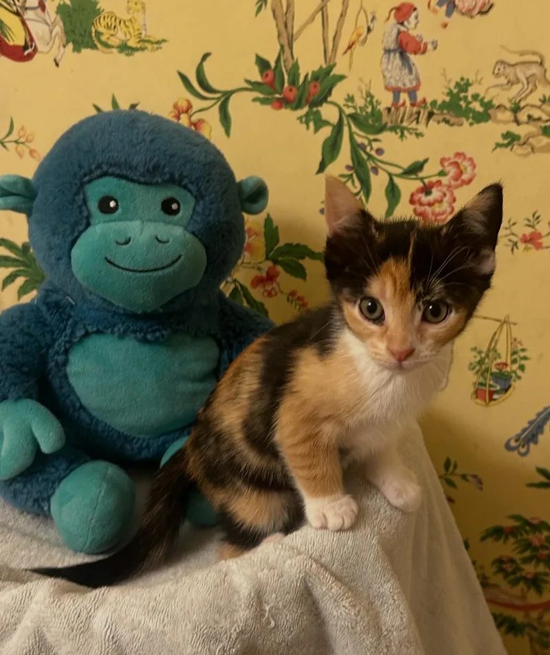 A baby small-sized female Calico cat named Millicent C Ingram for adoption in Saunderstown, RI