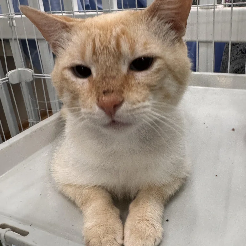An adult medium-sized male Flame Point Domestic Short Hair cat named Cerulean for adoption in Mokena, IL