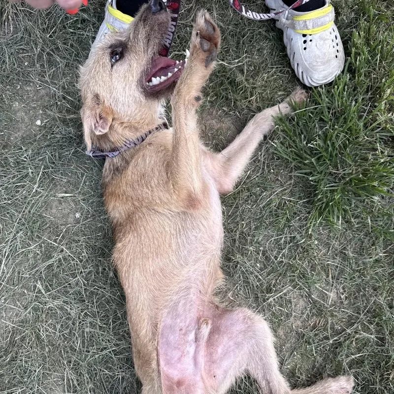 Piney Pete