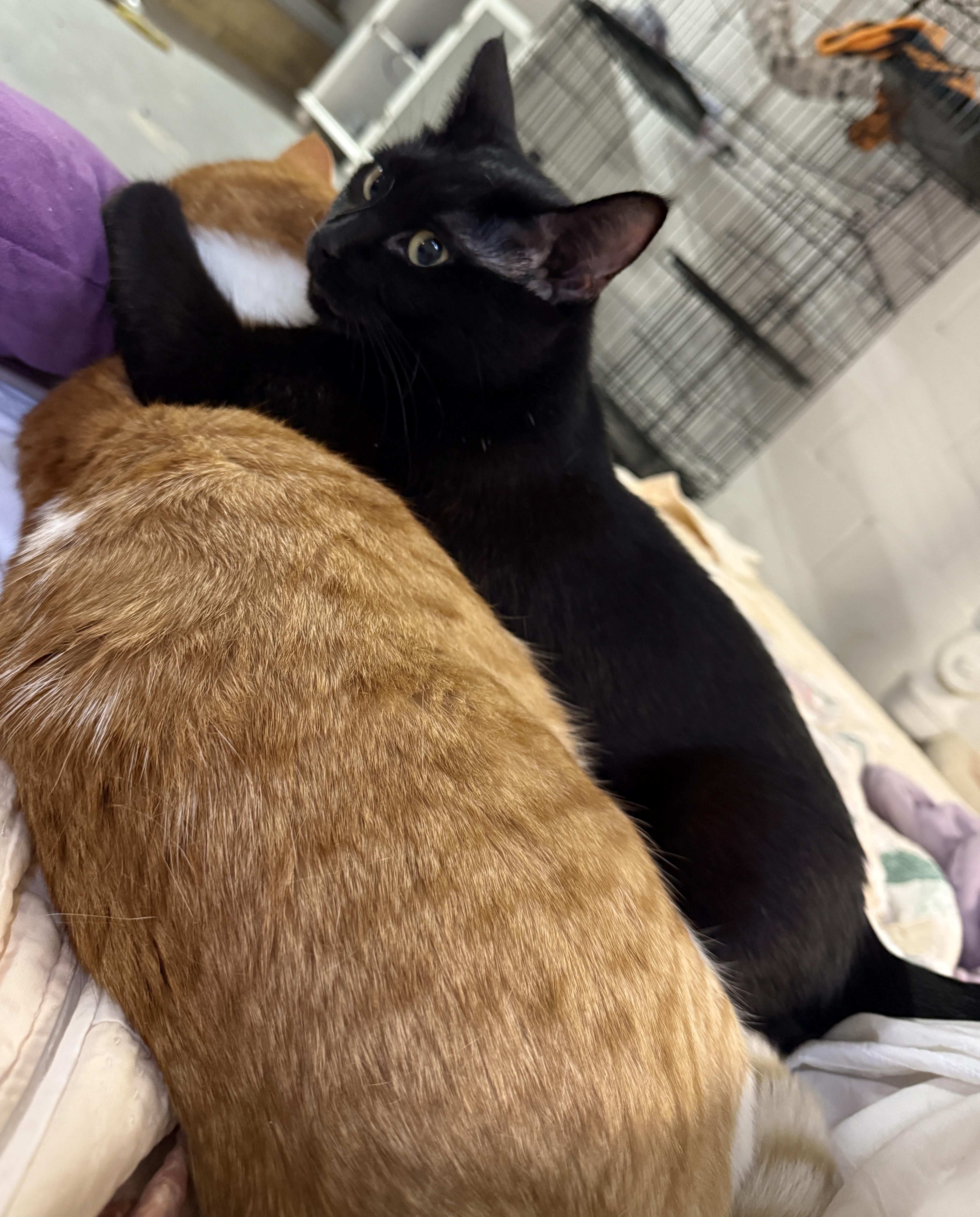 Willow & Charlie